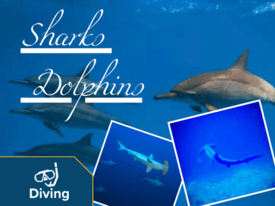 Sharks & Dolphins