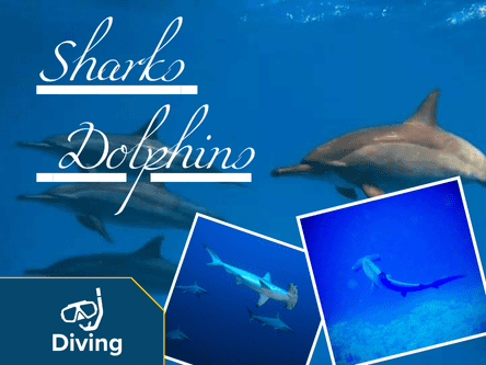 Sharks and Dolphins Cruise: Red Sea Diving Adventure
